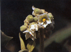 ฝ่าแป้ง Solanum erianthum D. Don<br/>SOLANACEAE