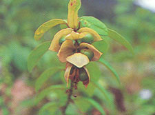 ซ้องแมว Gmelina philippensis Cham.<br/>VERBENACEAE