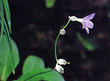 พิมสาย Primula siamensis Craib<br/>PRIMULACEAE
