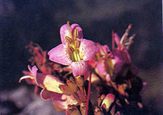 ชมพูพาน Wightia speciosissima(D.Don) Merr.<br/>SCROPHULARIACEAE