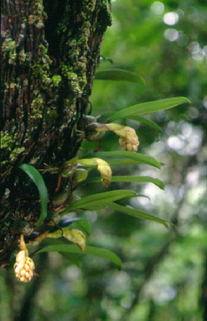 สิงโตกลอกตา Bulbophyllum bittnerianum Schltr.<br/>ORCHIDACEAE