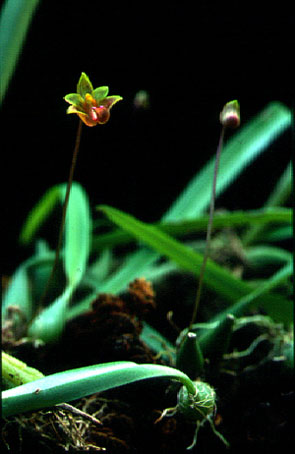 สิงโตก้านหลอด Bulbophyllum capillipes C.S.P Parish & Rchb.f.<br/>ORCHIDACEAE