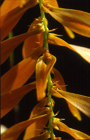 เอื้องพายทอง Bulbophyllum kanburiense Seidenf.<br/>ORCHIDACEAE