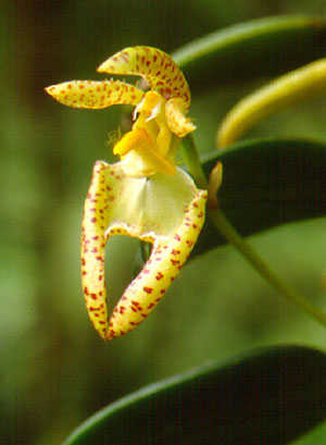 สิงโตนักกล้าม Bulbophyllum lasiochilum C.S.P.Parish & Rchb.f.<br/>ORCHIDACEAE
