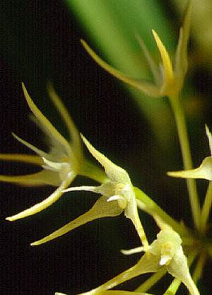 สิงโตดาว Bulbophyllum laxiflorum (Blume) Lindl.<br/>ORCHIDACEAE