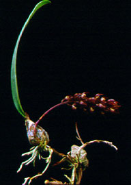 สิงโตรังแตน Bulbophyllum microtepalum Rchb.f.<br/>ORCHIDACEAE
