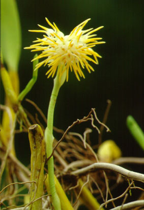สิงโตหลอดไฟ Bulbophyllum odoratissimum (Sm.) Lindl. ex Wall.<br/>ORCHIDACEAE