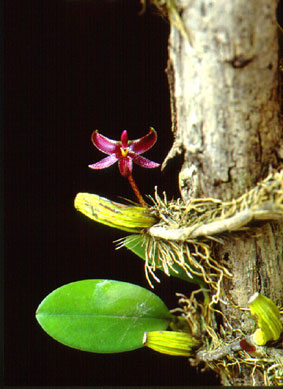 สิงโตก้ามปูแดง Bulbophyllum patens King ex Hook.f.<br/>ORCHIDACEAE