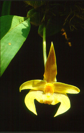 สิงโตสยาม Bulbophyllum siamense Rchb. f.<br/>ORCHIDACEAE