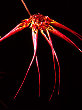 สิงโตเล็บเหยี่ยวใหญ่ Bulbophyllum wendlandianum (F.Kranzl.) Dammer<br/>ORCHIDACEAE