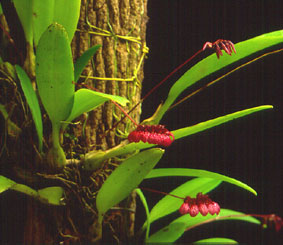 พัดโบก Bulbophyllum corolliferum J.J.Sm.<br/>ORCHIDACEAE