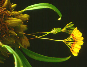 สิงโตพัดเหลือง Bulbophyllum retusiusculum Rchb.f.<br/>ORCHIDACEAE