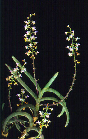 เขาแพะ Cleoisostoma arietinum (Rchb.f.) Garay<br/>ORCHIDACEAE
