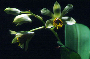 เอื้องดอกมะขาม Dendrobium delacourii Guillaumin<br/>ORCHIDACEAE