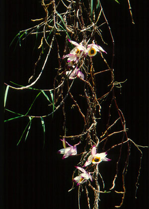 สายวิสูตร Dendrobium falconeri Hook.<br/>ORCHIDACEAE