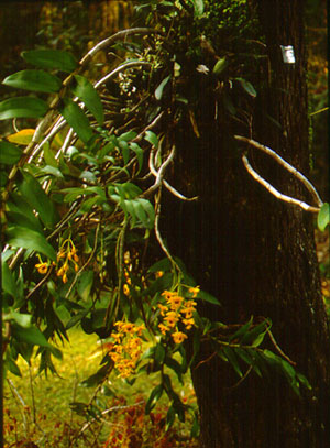 เอื้องคำน้อย Dendrobium fimbriatum Hook.<br/>ORCHIDACEAE