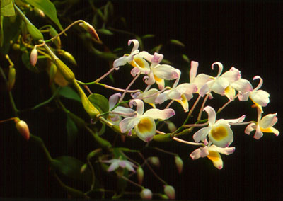 เอื้องพวงหยก Dendrobium findlayanum C.S.P. Parish & Rchb.f.<br/>ORCHIDACEAE