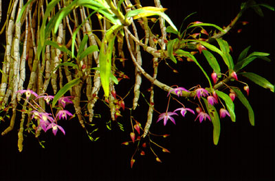 เอื้องดอกมะเขือ Dendrobium hercoglossum Rchb.f.<br/>ORCHIDACEAE