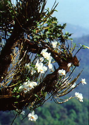 เอื้องตาเหิน Dendrobium infundibulum Lindl.<br/>ORCHIDACEAE
