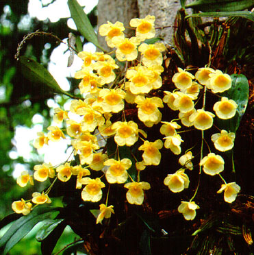 เอื้องผึ้ง Dendrobium lindleyi Steud.<br/>ORCHIDACEAE