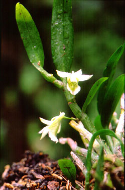 ข้าวตอกปราจีน Dendrobium oligophyllum Gagnep.<br/>ORCHIDACEAE