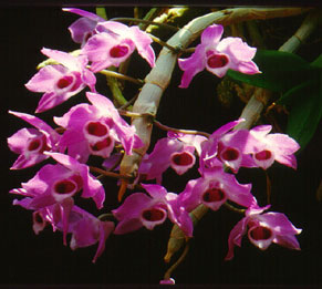 เอื้องครั่ง Dendrobium parishii Rchb.f.<br/>ORCHIDACEAE