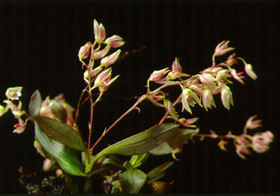 เอื้องเฉวียน Dendrobium porphyrochilum Lindl.<br/>ORCHIDACEAE