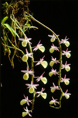 เอื้องสายน้ำผึ้ง Dendrobium primulinum Lindl.<br/>ORCHIDACEAE
