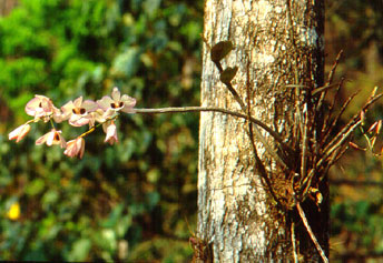 เอื้องช้างน้าว Dendrobium pulchellum Roxb. ex  Lindl.<br/>ORCHIDACEAE