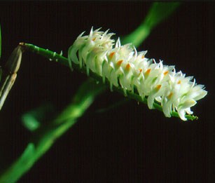 แปรงสีฟันพระอินทร์ Dendrobium secundum (Blume)Lindl.<br/>ORCHIDACEAE
