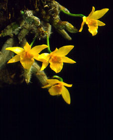 มือชะนี Dendrobium senile C.S.P. Parish & Rchb.f.<br/>ORCHIDACEAE