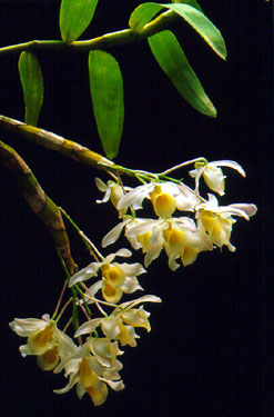 เอื้องคำกิ่ว Dendrobium signatum Rchb.f.<br/>ORCHIDACEAE