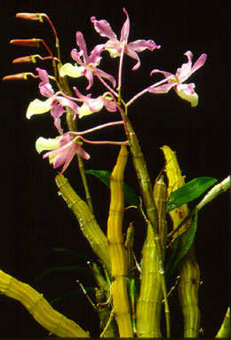 เอื้องเก๊ากิ่วแม่สะเรียง Dendrobium tortile Lindl.<br/>ORCHIDACEAE