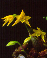 เอื้องคำปากไก่ Dendrobium trigonopus Rchb.f.<br/>ORCHIDACEAE