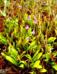 ม้าวิ่ง Phalaenopsis pulcherrima (Lindl.) J.J.Sm.<br/>ORCHIDACEAE