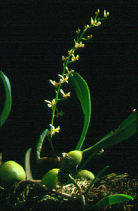 เอื้องคำดอกสร้อย Drymoda gymnopus (Hook.f.) Garay ,Hammer & Siegerist.<br/>ORCHIDACEAE