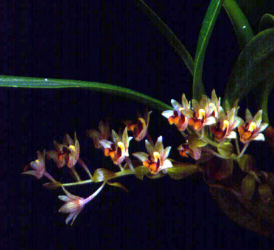 นิมมานรดี Eria amica Rchb.f<br/>ORCHIDACEAE