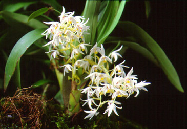 เสวตสุกรี Eria javanica (Sw.) Blume<br/>ORCHIDACEAE