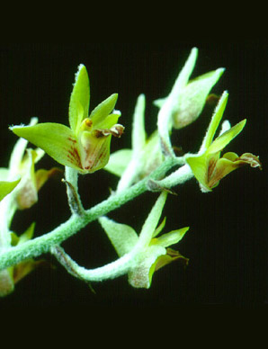 เอื้องคำหิน Eria lasiopetala (Willd.) Ormerod<br/>ORCHIDACEAE
