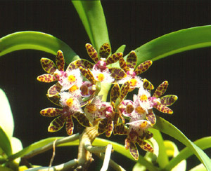 เอื้องตีนเต่า Gastrochilus bellinus (Rchb.f.) Kuntze<br/>ORCHIDACEAE