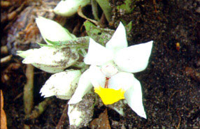 กำปองดิน Gerdorum attenuatum Griff.<br/>ORCHIDACEAE