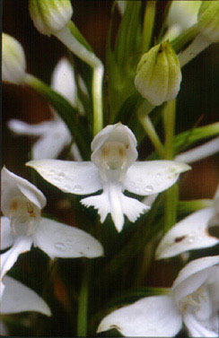 นางอั้วน้อย Habenaria dentata (Sw.) Schltr.<br/>ORCHIDACEAE