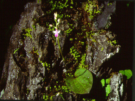 นางอั้วลาย Hemipilia calophylla C.S.P. Parish & Rchb.f.<br/>ORCHIDACEAE