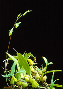 แววหยก Bulbophyllum rimannii (Rchb.f.) J.J.Verm., Schuit. & de Vogel<br/>ORCHIDACEAE
