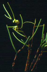 เอื้องลิ้นดำ Luisia psyche Rchb.f.<br/>ORCHIDACEAE