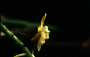แมงปอทอง Micropera pallida (Roxb.) Lindl.<br/>ORCHIDACEAE