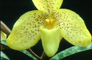 รองเท้านารีเหลืองปราจีน Paphiopedilum concolor (Lindl. ex Bateman) Pfitzer<br/>ORCHIDACEAE