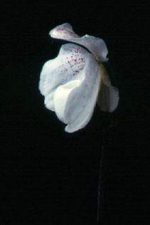ร้องเท้านารีขาวสตูล Paphiopedilum niveum (Rchb.f.) Pfitzer<br/>ORCHIDACEAE