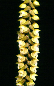 เอื้องกาบดอก Pholidota imbricata Hook.<br/>ORCHIDACEAE
