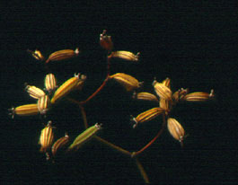 เอื้องเสือแผ้วน้อย Pomatocalpa maculosum subsp. maculosum (Lindl.) J.J.Sm.<br/>ORCHIDACEAE